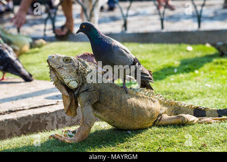 Le Iguane terrestri in un parco pubblico, sono l'attrazione di turisti Foto Stock