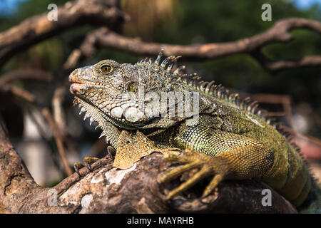 Le Iguane terrestri in un parco pubblico, sono l'attrazione di turisti Foto Stock