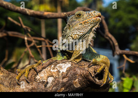 Le Iguane terrestri in un parco pubblico, sono l'attrazione di turisti Foto Stock