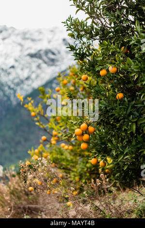 Colpo verticale di un arancio contro lo sfondo sfocato delle montagne innevate. Girato con profondità di campo ridotta. Foto Stock