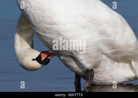 Colpo di testa di un adulto Cigno (Cygnus olor) preening sua pancia piume Foto Stock