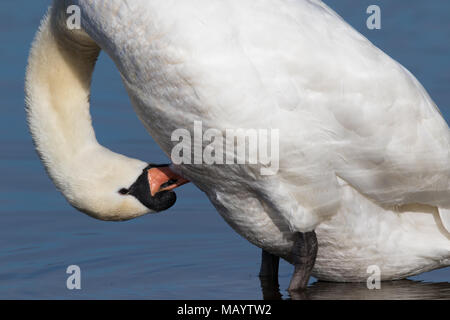 Colpo di testa di un adulto Cigno (Cygnus olor) preening sua pancia piume Foto Stock