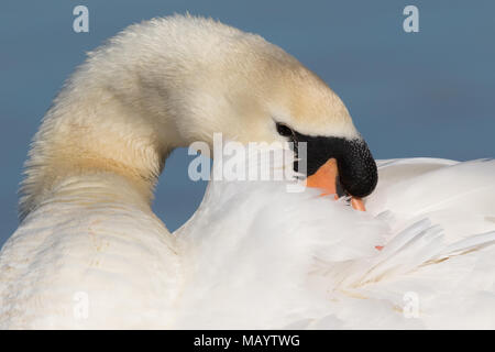 Colpo di testa di un adulto Cigno (Cygnus olor) preening le sue piume indietro Foto Stock