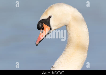 Colpo di testa di un adulto Cigno (Cygnus olor) Foto Stock