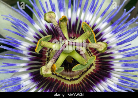 Il Blu fiore della passione (Passiflora caerulea), timbro tripartita e cinque stami, dettaglio, Burgenland, Austria Foto Stock