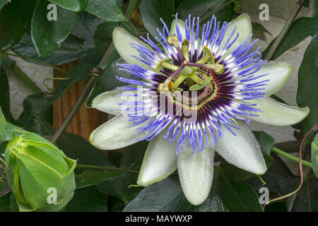 Il Blu fiore della passione (Passiflora caerulea), Blossom, Burgenland, Austria Foto Stock