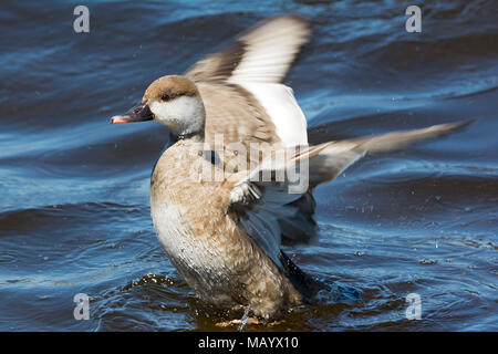Graylag goose (Anser anser) nuota in acqua, sbattimenti ali, Chiemsee, Alta Baviera, Baviera, Germania Foto Stock