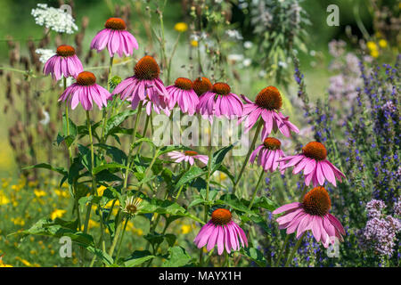 Cono viola fiore (Echinacea purpurea), fiorisce, Burgenland, Austria Foto Stock