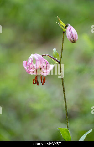 Martagon lily (Lilium martagon), Blossom, Tirolo orientale, Austria Foto Stock