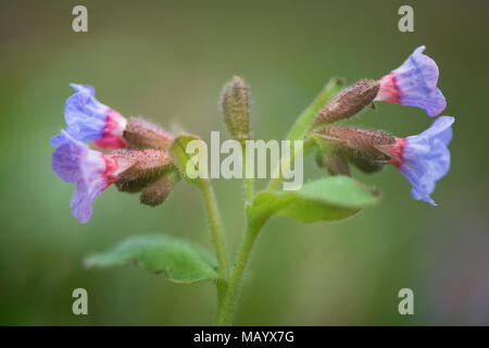 Lungwort (Pulmonaria officinalis), Emsland, Bassa Sassonia, Germania Foto Stock