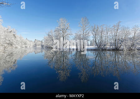 Fiume Loisach con coperte di neve alberi sulle rive, paesaggio invernale, Eurasburg, Alta Baviera, Baviera, Germania Foto Stock