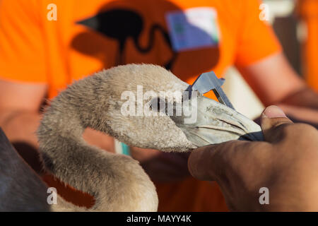 Fenicottero maggiore (Phoenicopterus roseus), apparentemente rilassata immaturo nella cura di un volontario in attesa di una visita medica di controllo Foto Stock