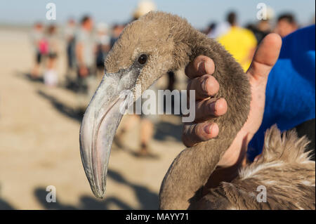 Fenicottero maggiore (Phoenicopterus roseus), apparentemente rilassata immaturo nella cura di un volontario in attesa di una visita medica di controllo Foto Stock