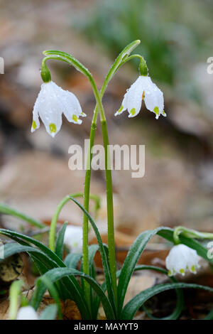 Il simbolo del fiocco di neve di primavera (Leucojum vernum) con "Morgentau", Sassonia-Anhalt, Germania Foto Stock