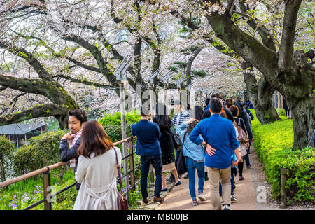 Tokyo, Giappone - Le persone che visitano il Parco Chidorigafuchi durante la fioritura dei ciliegi stagione Foto Stock