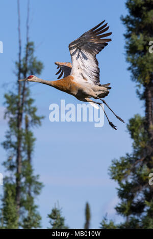 Gru Sandhill battenti. Mackenzie river, Northwest Territories ( NWT) Canada Foto Stock