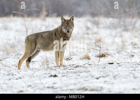Eurasian Lupo (Canis lupus lupus) attento su una radura in inverno, Foresta Carpazi, di fronte alla fotocamera, Foresta dei Carpazi Foto Stock