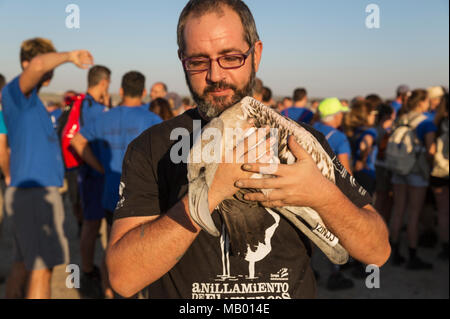 Fenicottero maggiore (Phoenicopterus roseus), apparentemente rilassata immaturo nella cura di un volontario in attesa di una visita medica di controllo Foto Stock