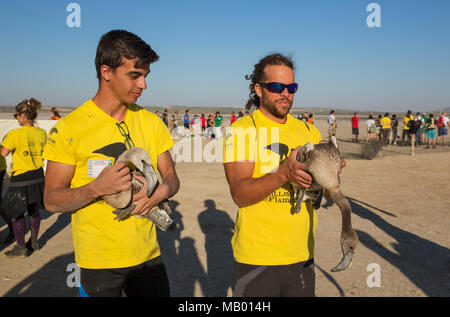 Maggiore fenicotteri (Phoenicopterus roseus), apparentemente immatures rilassato nella cura di volontari in attesa di una visita medica di controllo Foto Stock