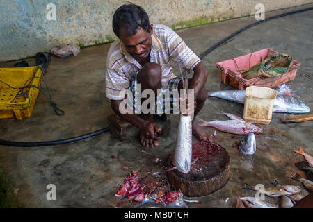 I pescatori di pulizia e sfilettatura un fresco pescato il pesce di acqua salata. Indian uomo taglia il pesce sul pavimento al mercato del pesce in India. Cochin, indi in Kerala Foto Stock