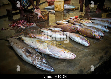 Indian mercato del pesce. La pesca sulla costa dello Sri Lanka. pesci eviscerati giace sul pavimento di cemento sul contatore in un negozio indiano. Contro la backgro Foto Stock