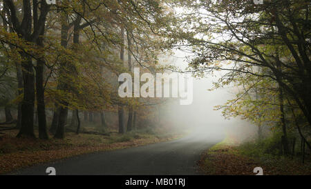 Una nebbiosa mattina sulla trasmissione Bolderwood nel nuovo Parco Nazionale Foreste. Foto Stock