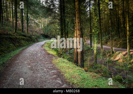 Una via che corre attraverso boschi di Cardinham in Bodmin in Cornovaglia. Foto Stock