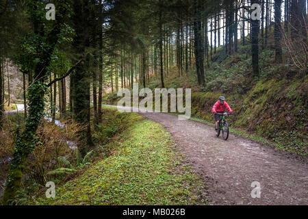 Un mountain biker in sella lungo una via che corre attraverso boschi di Cardinham in Bodmin in Cornovaglia. Foto Stock