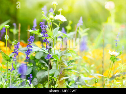 Prato di fiori di primavera. Varie specie di fiori con il fuoco selettivo. Molla dello sfondo. Foto Stock