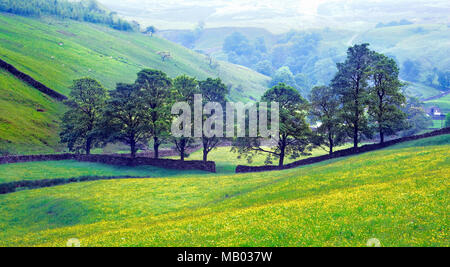 Una vista estiva di campagna vicino a Gunnerside nel North Yorkshire. Foto Stock