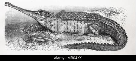 Gangesgavial, auch Gharial oder Echter su Gavial, Gavialis gangeticus. I gharial, Gavialis gangeticus, noto anche come la gavial o pesce-MANGIANDO COCCODRILLO, si alimenta un coccodrillo nella famiglia Gavialidae ed è nativo della parte settentrionale del subcontinente indiano., digitale migliorata la riproduzione di un originale stampa da l'anno 1895