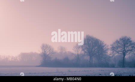 Alberi nella nebbia in inverno Foto Stock