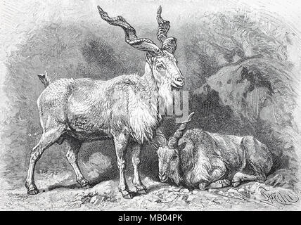 Die Schraubenziege, Capra falconeri, ist eine wilde Ziege Zentralasiens. Il markhor, Capra falconeri, noto anche come la vite corno di capra, è una specie di grandi dimensioni di capra selvatica, digitale migliorata la riproduzione di un originale stampa da l'anno 1895 Foto Stock