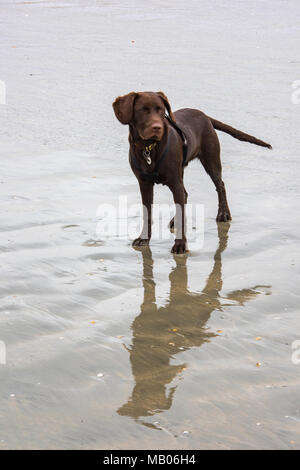 Un labradinger o cucciolo springador permanente sulla sabbia bagnata si gioca su una spiaggia. Croce allevati cane tra springer spaniel e Labrador retriever. Il canino. Foto Stock