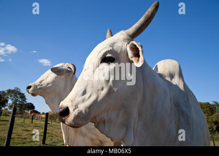 Gado Nelore na Fazenda Foto Stock