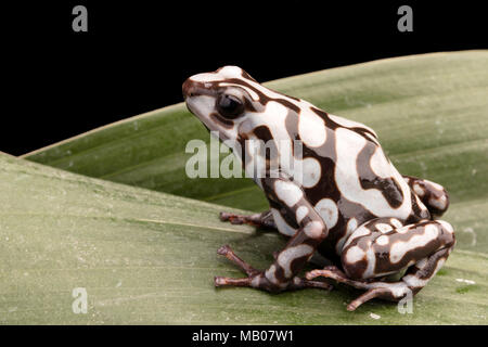 Poison dart o freccia rana Dendrobates auratus. Un velenoso animale tropicale dalla foresta pluviale di Panama. Foto Stock