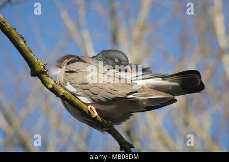 Colombaccio dormire fino in una struttura ad albero. Foto Stock