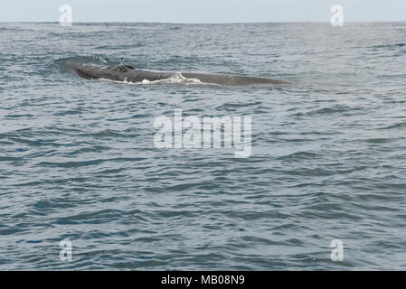 Un Bryde la balena (Balaenoptera edeni) nell'Oceano Indiano al largo della costa di Plattenberg Bay, Sud Africa Foto Stock