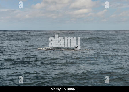 Un Bryde la balena (Balaenoptera edeni) nell'Oceano Indiano al largo della costa di Plattenberg Bay, Sud Africa Foto Stock