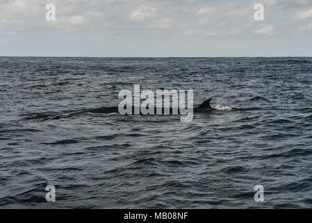 Un Bryde la balena (Balaenoptera edeni) nell'Oceano Indiano al largo della costa di Plattenberg Bay, Sud Africa Foto Stock