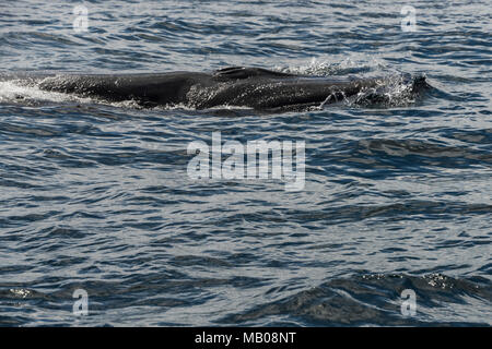 Un Bryde la balena (Balaenoptera edeni) nell'Oceano Indiano al largo della costa di Plattenberg Bay, Sud Africa Foto Stock