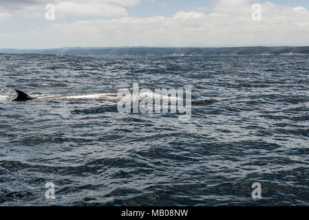 Un Bryde la balena (Balaenoptera edeni) nell'Oceano Indiano al largo della costa di Plattenberg Bay, Sud Africa Foto Stock