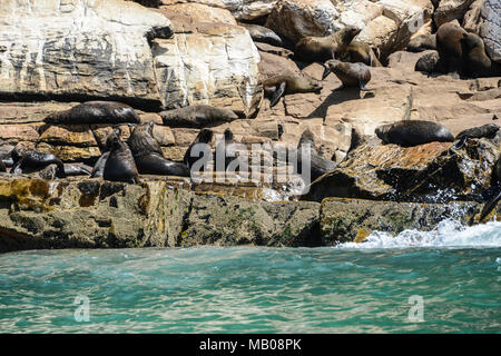 Una colonia di marrone le foche (Arctocephalus pusillus pusillus) sulla Robberg Peninsula, Sud Africa Foto Stock