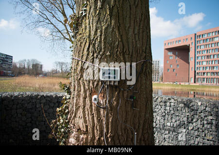 TreeWatchWUR, il cinguettio Poplar Tree fuori Orion edificio, Wageningen University & Research Campus, Paesi Bassi Foto Stock