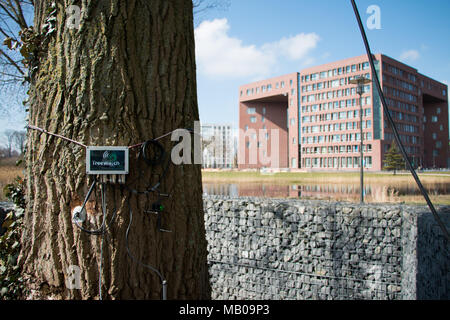 TreeWatchWUR, il cinguettio Poplar Tree fuori Orion edificio, Wageningen University & Research Campus, Paesi Bassi Foto Stock