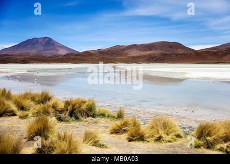 Laguna Hedionda a Eduardo Avaroa fauna Andina riserva nazionale in Bolivia Foto Stock