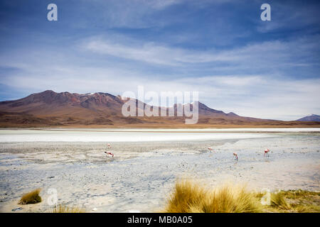 Laguna Hedionda a Eduardo Avaroa fauna Andina riserva nazionale in Bolivia Foto Stock