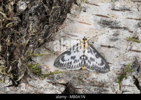 Brennnessel-Zünsler, Brennnesselzünsler, Brennessel-Zünsler, Brennesselzünsler, Anania hortulata, Eurrhypara hortulata, Eurrhypara urticata, Eurrhypar Foto Stock