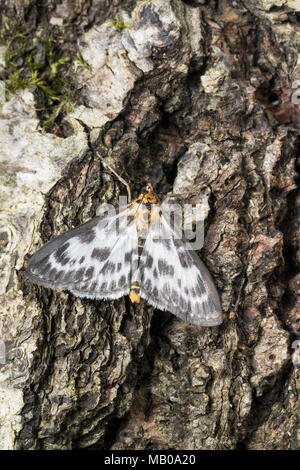 Brennnessel-Zünsler, Brennnesselzünsler, Brennessel-Zünsler, Brennesselzünsler, Anania hortulata, Eurrhypara hortulata, Eurrhypara urticata, Eurrhypar Foto Stock