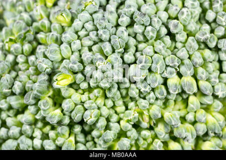 Close-up di un fiorellino di broccoli coltivati in Spagna e venduti nel Regno Unito, Brassica oleracea,. Regno Unito GB Foto Stock